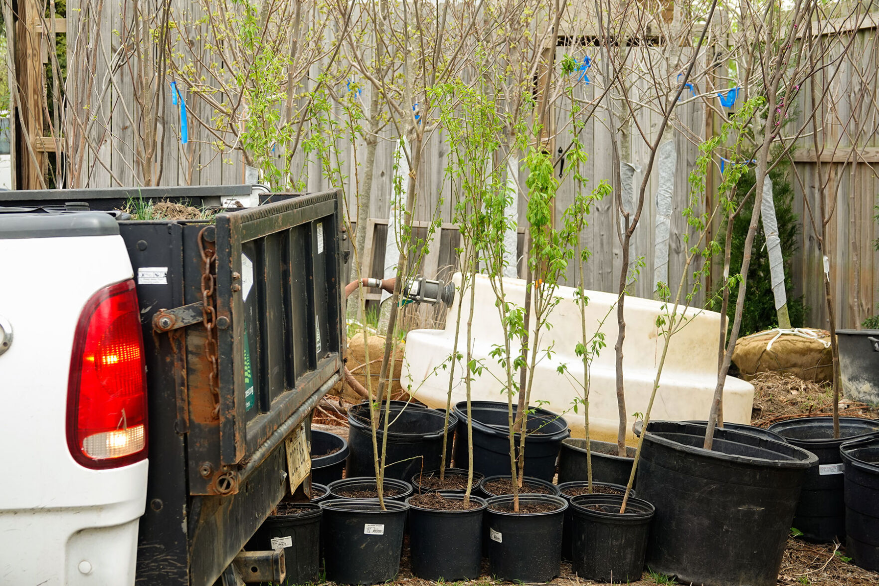 citylimitstree_DSC9756-(1).jpg